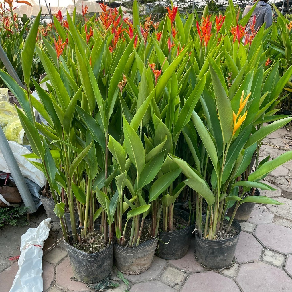 Cây Chuối Mỏ Két chuối thiên điểu cao 50cm - Cây decor quán cafe không gian sống lá to bản
