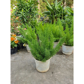  Chậu cây đuôi chồn size to chiều cao 30cm trang trí sân vườn ban công phong thuỷ mang đến thịnh vượng phú quý 