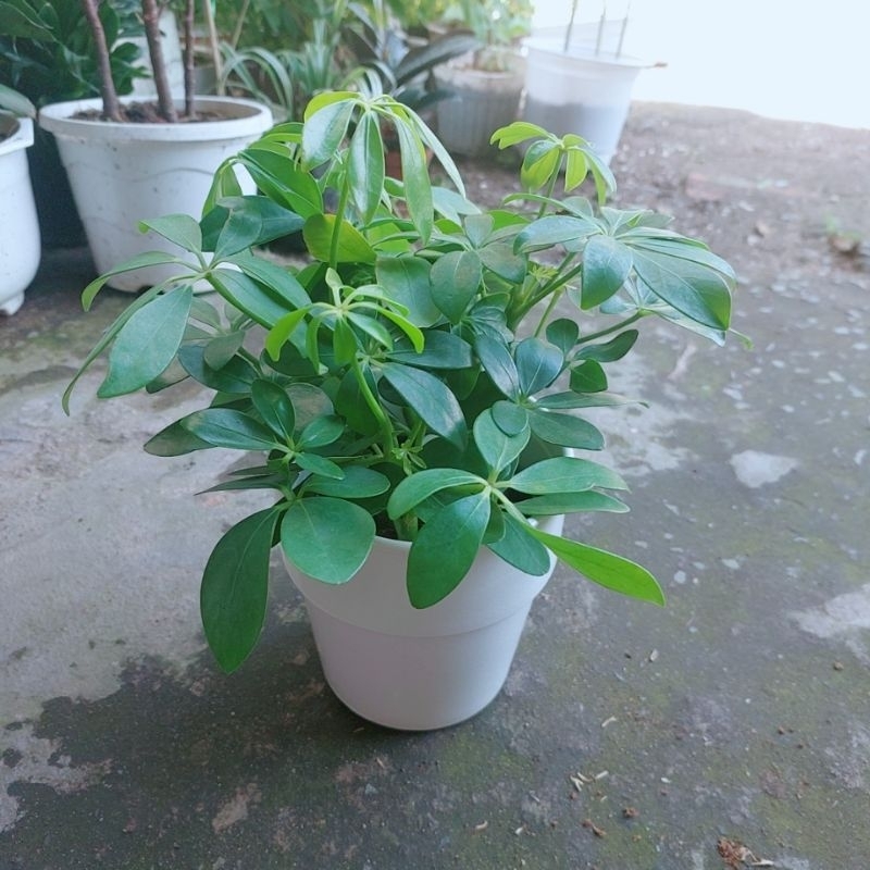 Chậu Cây Ngũ Gia Bì Mini