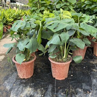 Cây TRẦU BÀ MONSTERA, chậu 3 thân 70cm lá to xanh khỏe