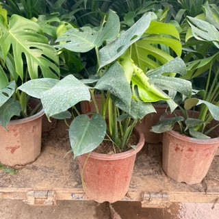 Cây TRẦU BÀ MONSTERA, chậu 3 thân 70cm lá to xanh khỏe