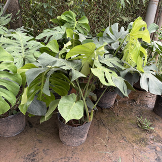 Cây TRẦU BÀ MONSTERA, chậu 3 thân 70cm lá to xanh khỏe