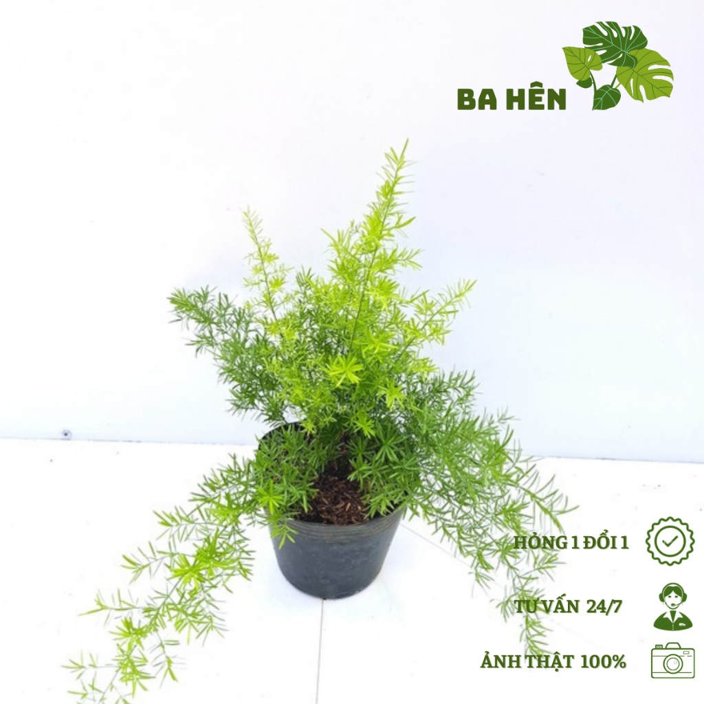 Cây Thiên Môn Đông - Cây Trúc Thiên Môn - Cây Cảnh Trang Trí - Trang Trí Vườn