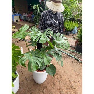 Cây TRẦU BÀ MONSTERA, chậu 3 thân 70cm lá to xanh khỏe