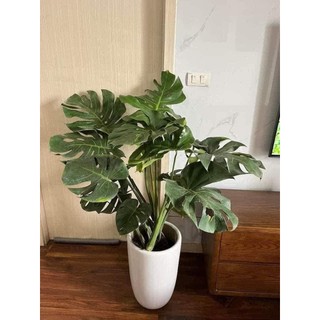 Cây TRẦU BÀ MONSTERA, chậu 3 thân 70cm lá to xanh khỏe