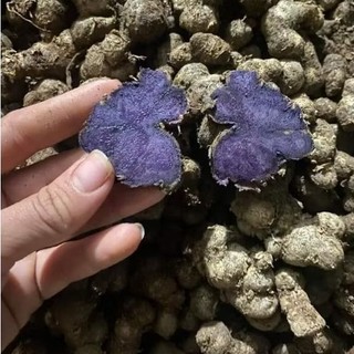 1Kg-Gừng Đen (N ga.i đen,Ng a i tím) Đào Rừng chắc lọi đậm