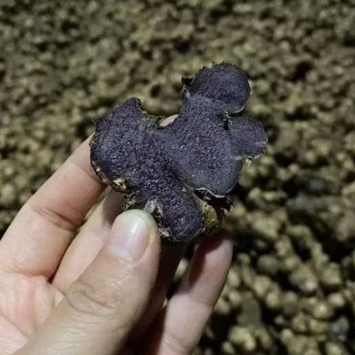 1Kg-Gừng Đen (N ga.i đen,Ng a i tím) Đào Rừng chắc lọi đậm