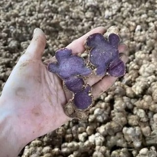 500g-GỪNG Đ.E.N Đậm (n.g.ai đen) mới nhổ