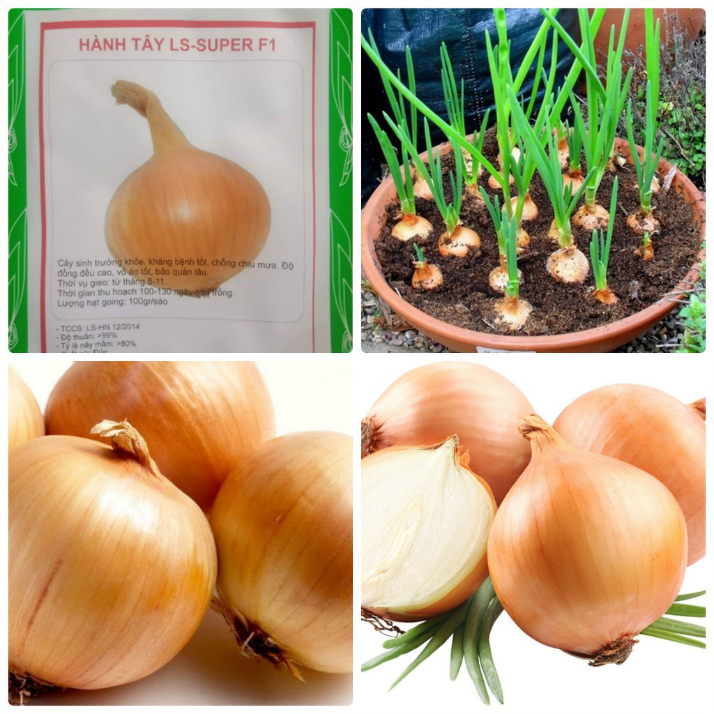 Hạt Giống Hành Tây Củ 2gr Giống Mới Củ To Chịu Hạn Chính Hãng Chất Lượng Cao