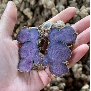 500g-GỪNG Đ.E.N Đậm (n.g.ai đen) mới nhổ