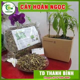 Cây hoàn ngọc khô 1kg loại cao cấp - thảo dược thanh bình