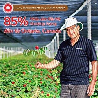 Nhân Sâm Canada SilverLife Nguyên Củ Premium | Nhân sâm Bắc Mỹ 5 tuổi loại to đặc biệt