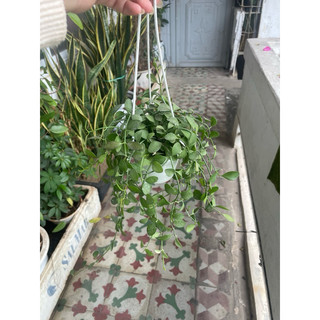 chậu treo cây đô la (Lan hạt dưa)