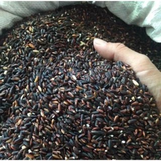  Gạo Nếp Cẩm  Gạo Nếp Cẩm Dẻo Thơm Nếp Cẩm Nấu Xôi Sữa Chua Thơm Ngon Bổ Dưỡng 500g-1kg 