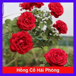  Chậu Hoa Hồng Leo Cổ Hải Phòng - cây leo màu đỏ nhung rất đẹp - hoa cây cảnh 
