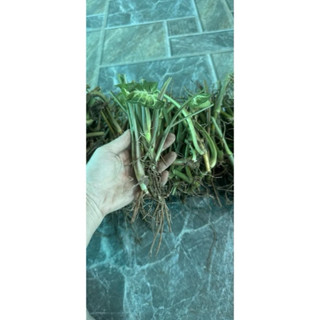 Trầu bà đế vương kim cương - Philodendron Birkin ( 1 cành giống ) - TẶNG KÈM PHÂN _hàng bao đẹp