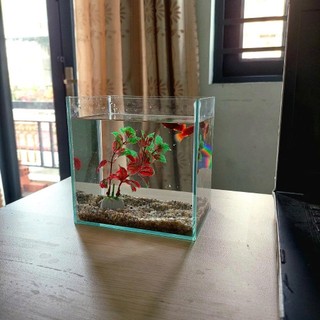 Bể cá mini BETTA nhỏ xinh để bàn