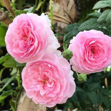 Gốc Hoa Hồng Leo Mon Coeur – Màu Hồng Phấn Thuần Khiết, Hoa Sai & Thơm