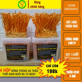  4 hộp nấm Đông trùng hạ thảo tươi ngâm tưu tốt. đóng thùng xốp và đá khô giao toàn quốc 
