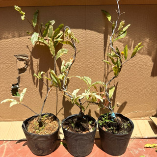 (1 cây) Cây mai cúc thọ hương lá sọc xanh trắng (đạt 36 cánh) - gốc ghép bonsai, hoa thơm