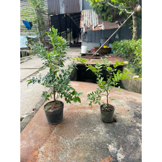 Nho Thân Gỗ Tứ Quý Lá Lớn chiều cao 40-60CM