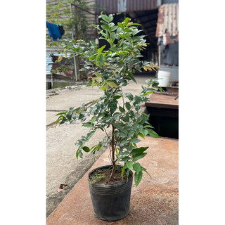 Nho Thân Gỗ Tứ Quý Lá Lớn chiều cao 40-60CM