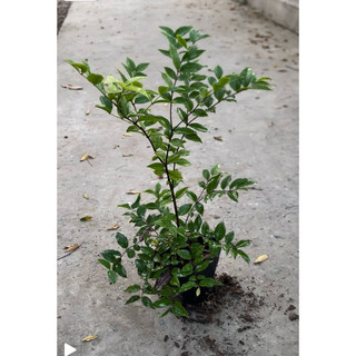 Nho Thân Gỗ Tứ Quý Lá Lớn chiều cao 40-60CM