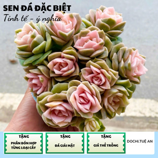 chậu SEN ĐÁ HOA HỒNG chịu nắng nóng