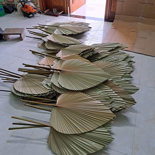 combo 5 lá cọ cắt tỉa