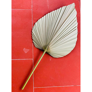 combo 5 lá cọ cắt tỉa