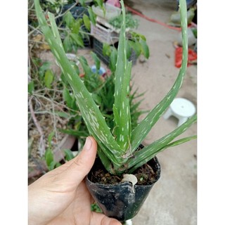 Cây giống nha đam bầu 1c