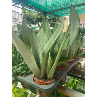 Lưỡi hổ bạc