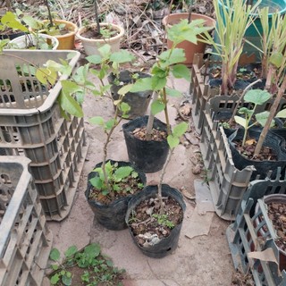 Lá dâu tằm tươi, khô trồng sẵn khách đặt mới hái, lá dâu tằm sáng mắt ngủ tốt
