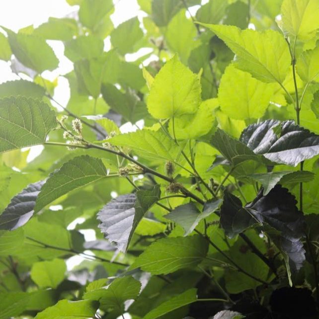 Lá dâu tằm tươi, khô trồng sẵn khách đặt mới hái, lá dâu tằm sáng mắt ngủ tốt