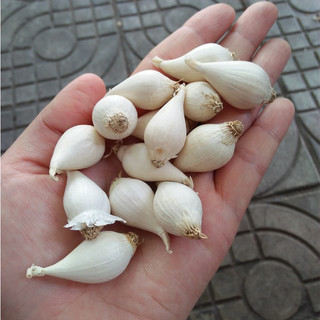 TÚI 500gr TỎI CÔ ĐƠN LÝ SƠN ( TỎI MỒ CÔI, TỎI 1 TÉP )
