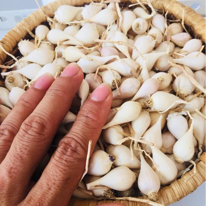 TÚI 500gr TỎI CÔ ĐƠN LÝ SƠN ( TỎI MỒ CÔI, TỎI 1 TÉP )