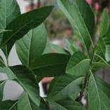 Lá cây mật gấu (lá đắng) nhiều công dụng, lá tươi, lá khô, hạt giống trồng