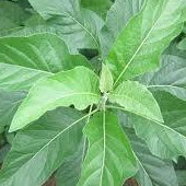 Lá cây mật gấu (lá đắng) nhiều công dụng, lá tươi, lá khô, hạt giống trồng