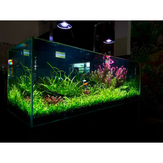 Phân Nền GEX Cao Cấp Cho Bể Thuỷ Sinh ( Sản xuất 2026)
