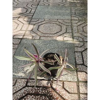 Cây sò huyết/sò tím