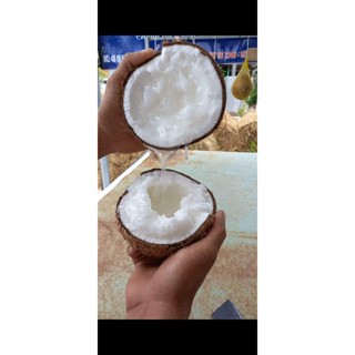 [ Giảm 6% đơn từ 200k ] Đặc Sản Dừa Sáp Cầu Kè Trà Vinh [ Chuẩn Từng Loại ]