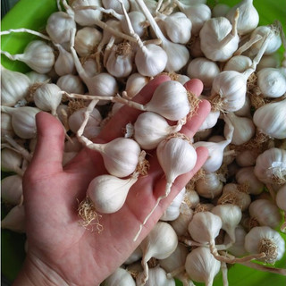 1kg Tỏi Lý Sơn nhiều tép Loại 1 chính gốc Lý sơn
