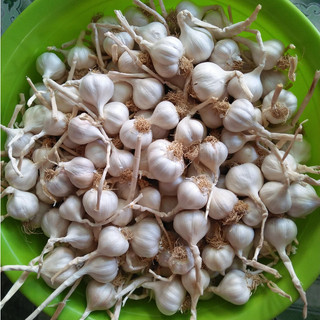 Tỏi lý sơn 1kg