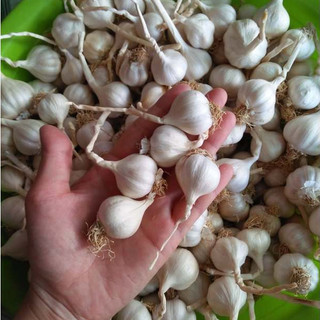 TỎI LÝ SƠN 1KG