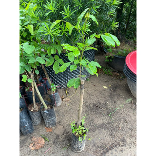 CÂY  GIỐNG CHÔM CHÔM THÁI