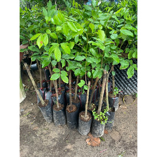 CÂY  GIỐNG CHÔM CHÔM THÁI