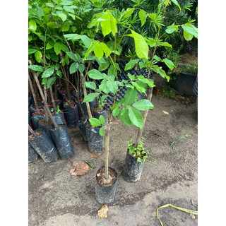 CÂY  GIỐNG CHÔM CHÔM THÁI