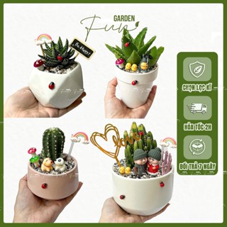 [Cây thật] Cây Xương Rồng Mini Chậu Sứ Trang Trí Tiểu Cảnh Làm Quà Tặng (Mẫu chậu ngẫu nhiên)