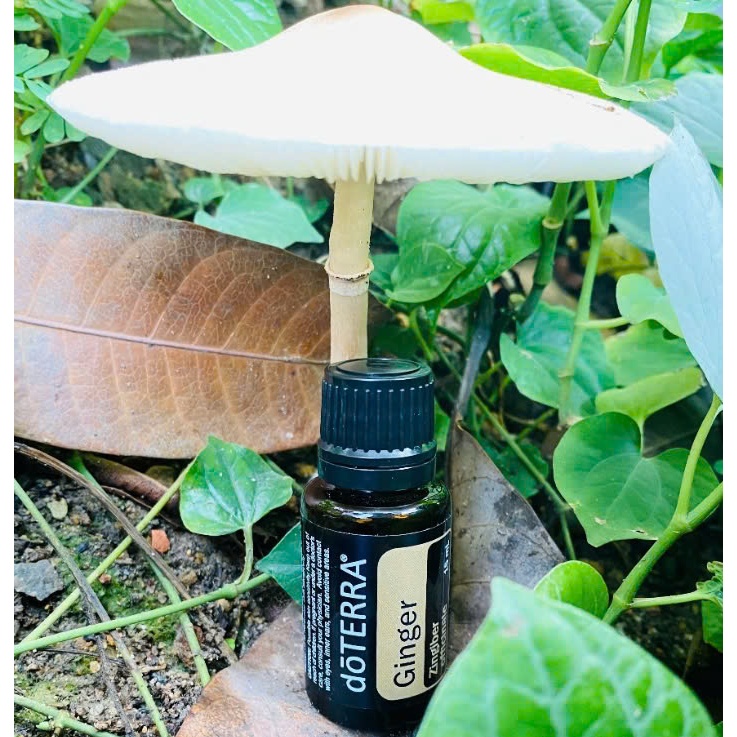 doTERRA - Tinh Dầu Ginger Gừng
