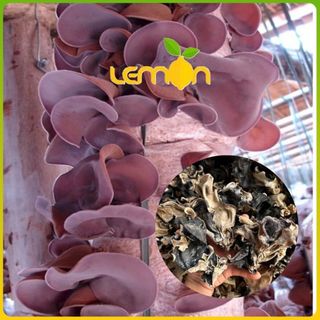 [50g-100g] Nấm mèo 2 da cánh mỏng - Mộc nhĩ đen khô ráo